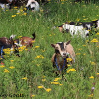Goats grazing in a field with yellow flowers, with 'Krebs Dairy Goats' branding. Photo by Angela Krebs.