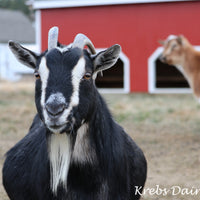 Black goat with white face and horns standing in front of a red barn, with another goat in the background. Photo by Angela Krebs.