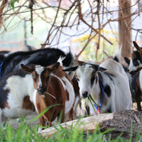 Group of goats in a natural setting with trees and grass. Photo by Angela Krebs.