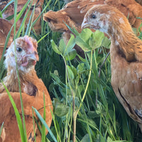 Chickens foraging in a grassy field