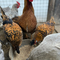 Hens gathered around a bowl of feed in a barn setting