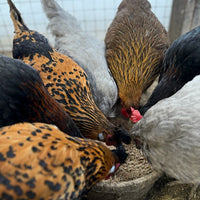 Group of chickens gathered around a bowl of food.