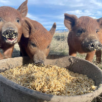 Three pigs eating from a trough outdoors with a blue sky in the background