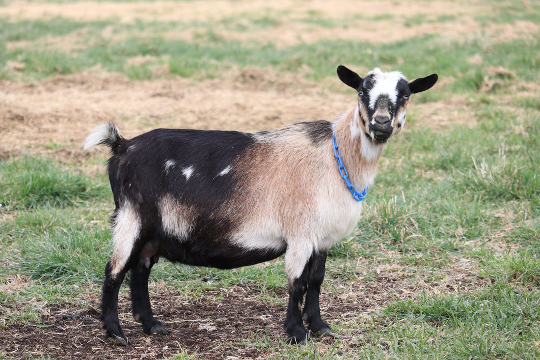 Goat with a blue collar standing on a grassy field. Photo by Angela Krebs.