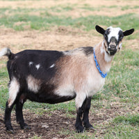 Goat with a blue collar standing on a grassy field. Photo by Angela Krebs.