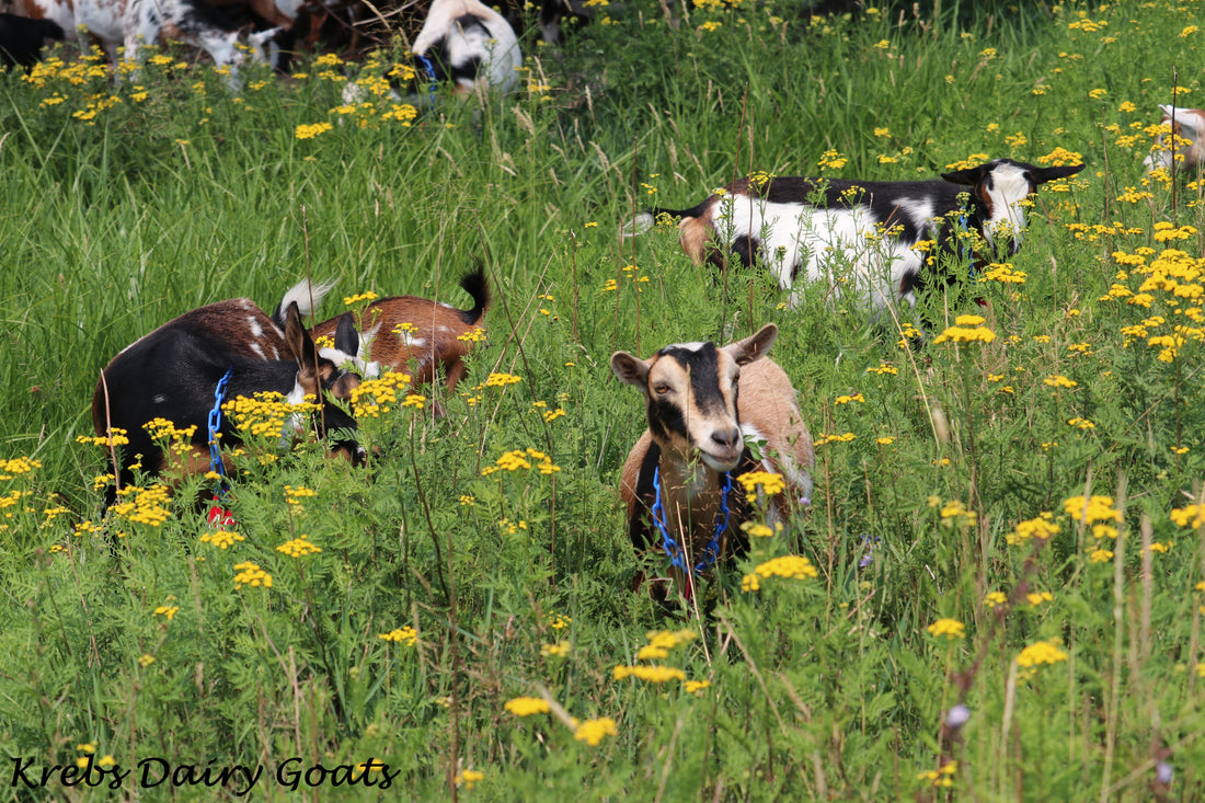 Goats grazing in a field with yellow flowers, with &