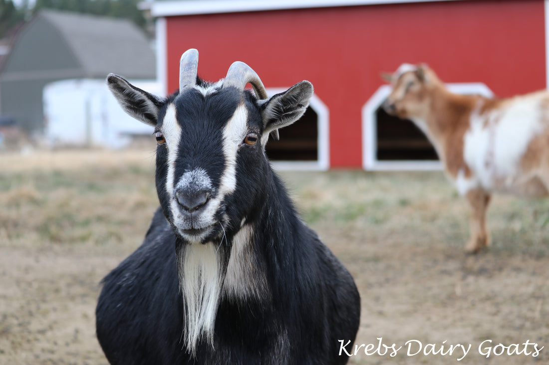 Black goat with white face and horns standing in front of a red barn, with another goat in the background. Photo by Angela Krebs.