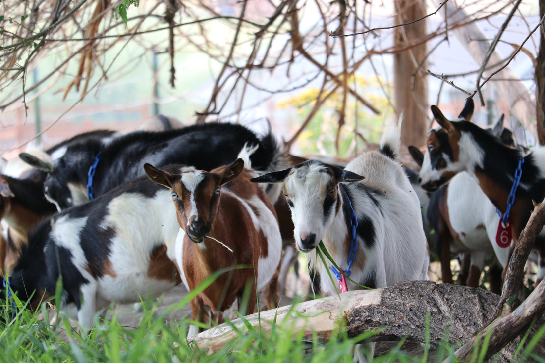 Group of goats in a natural setting with trees and grass. Photo by Angela Krebs.