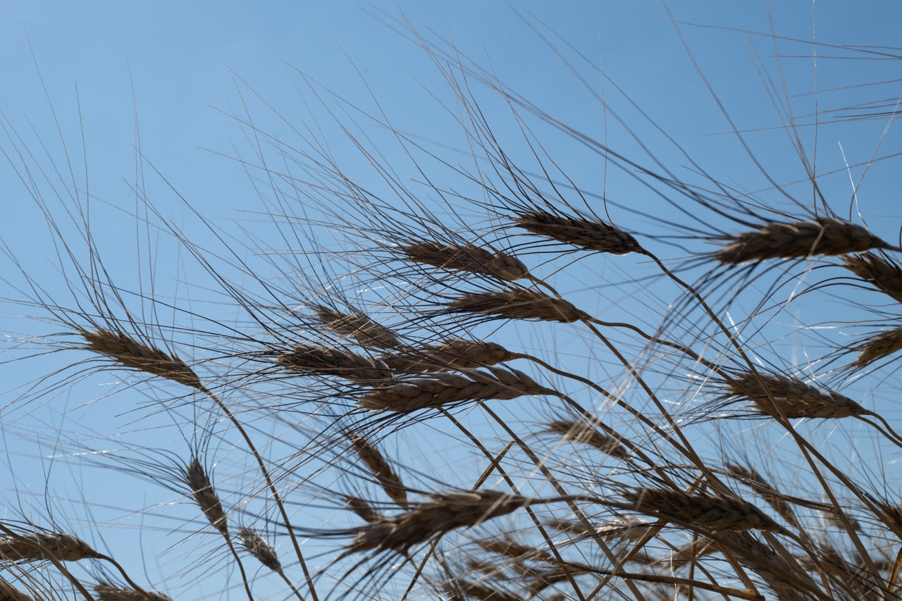 Grainheads against a blue sky. Photo by Lea Frye