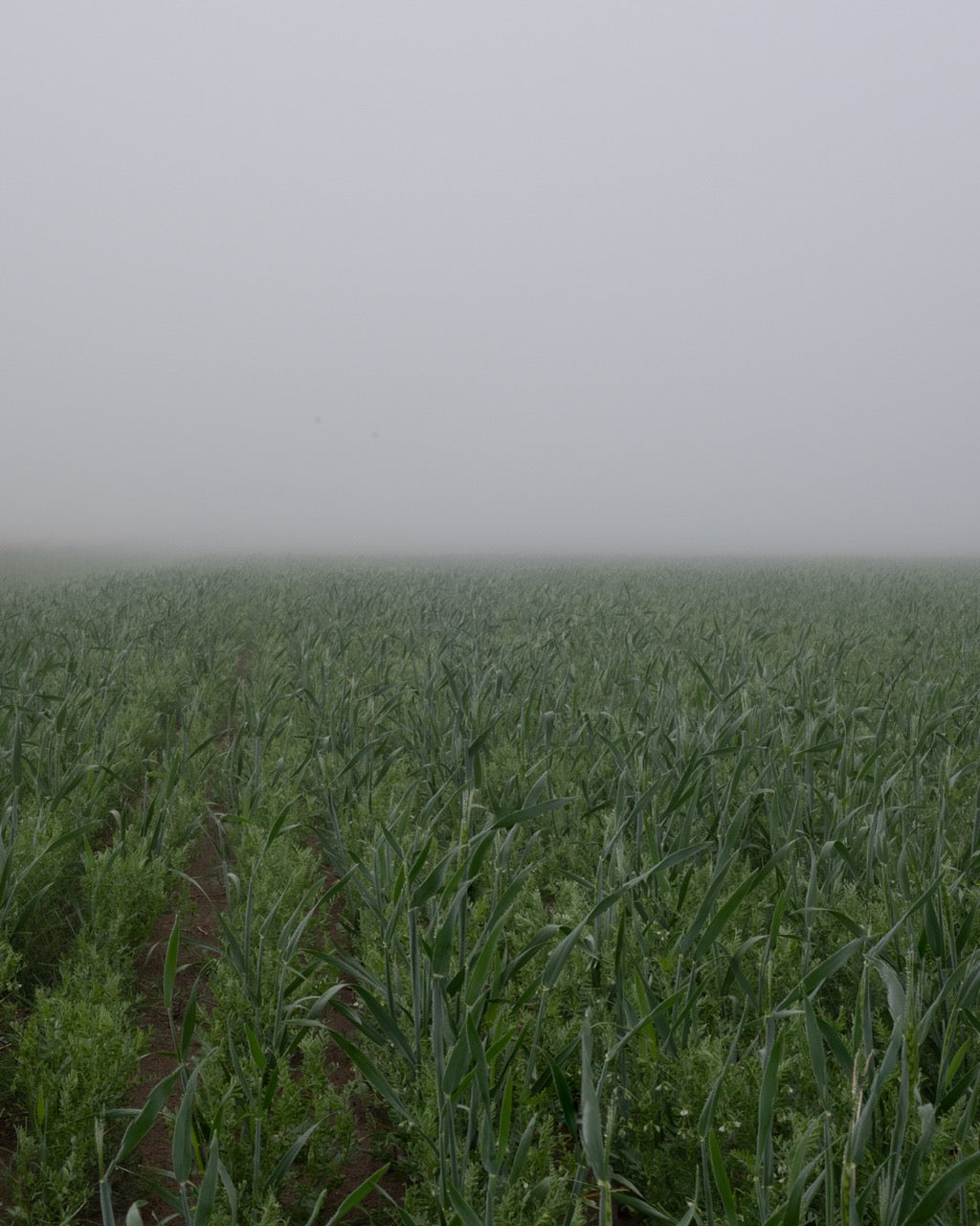 Green grain field with a foggy background. Photo by Lea Frye