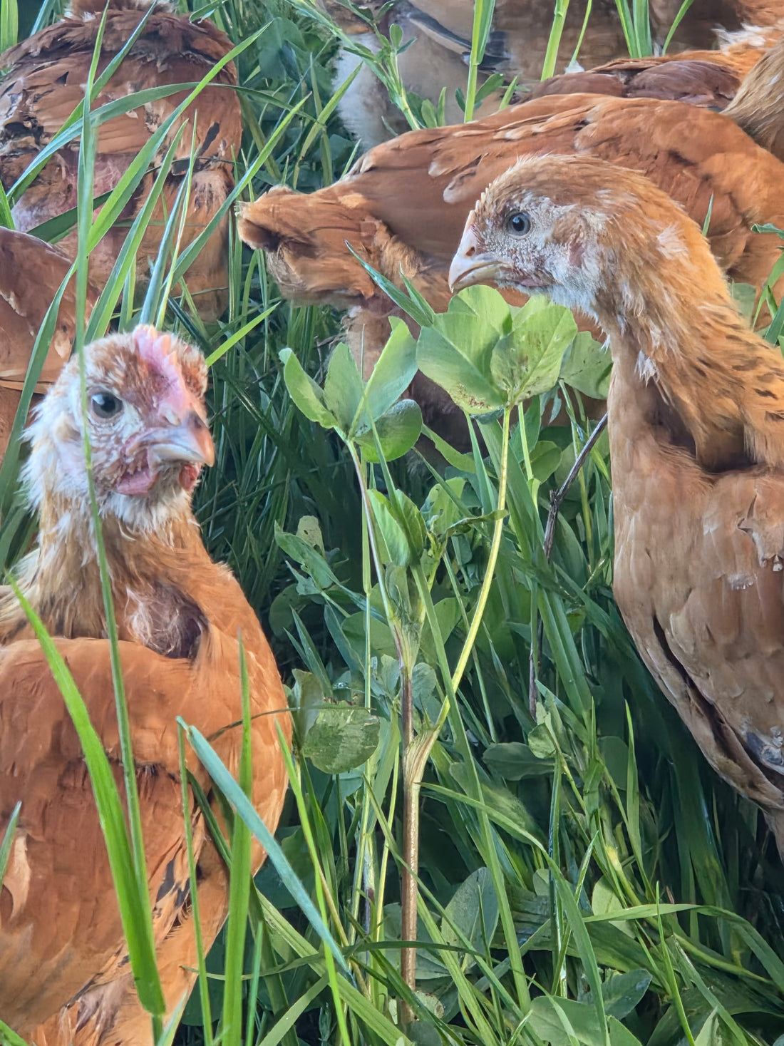 Chickens foraging in a grassy field