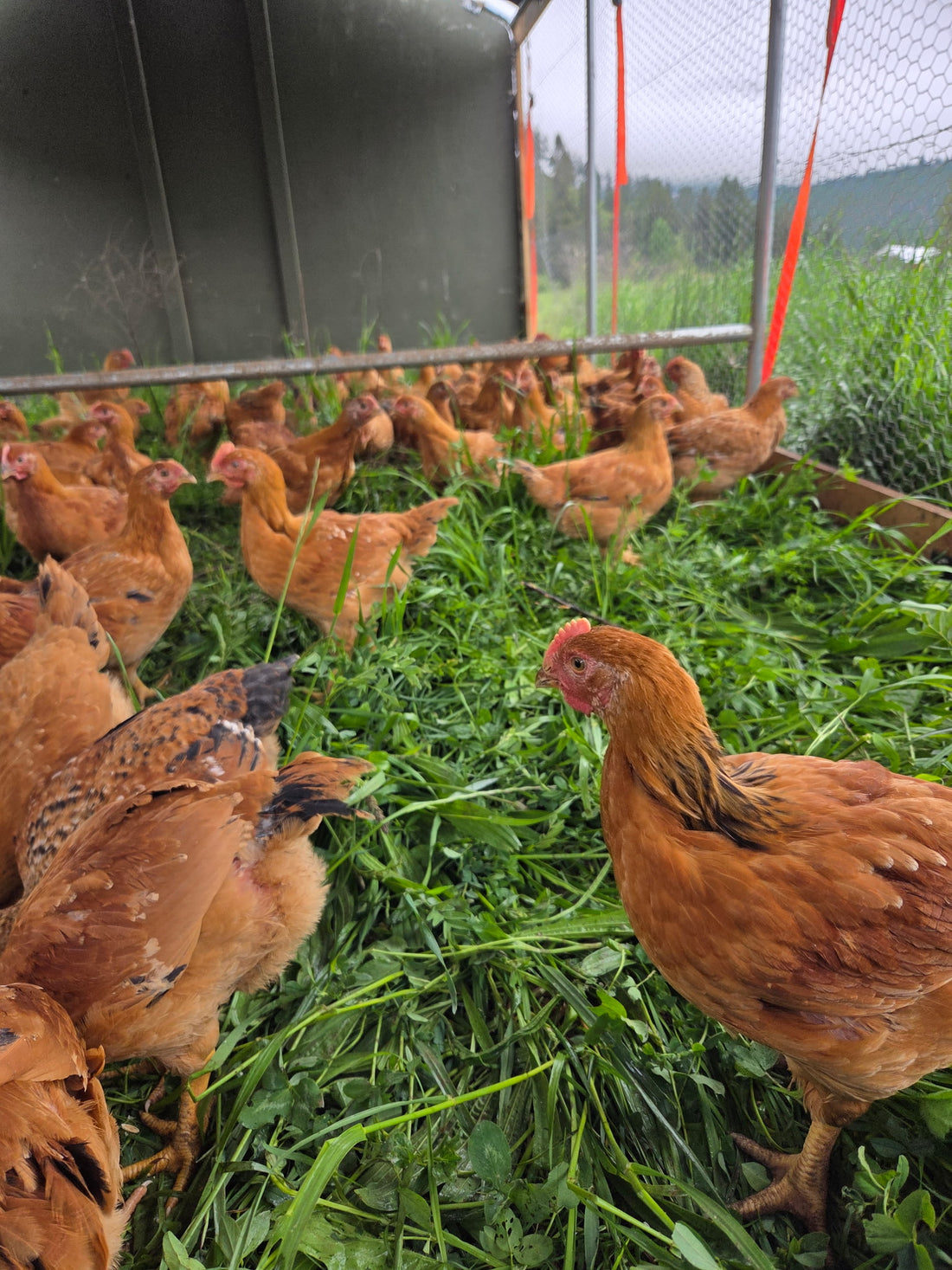 Chickens in a pen with green grass