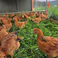 Chickens in a pen with green grass