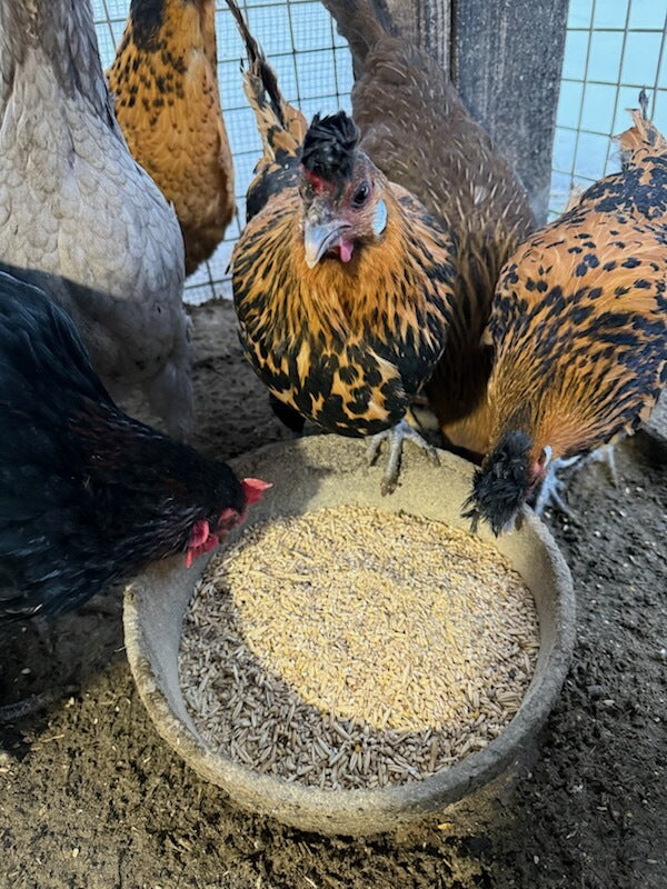Hens gathered around a bowl of feed in a pen