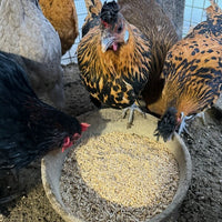 Hens gathered around a bowl of feed in a pen