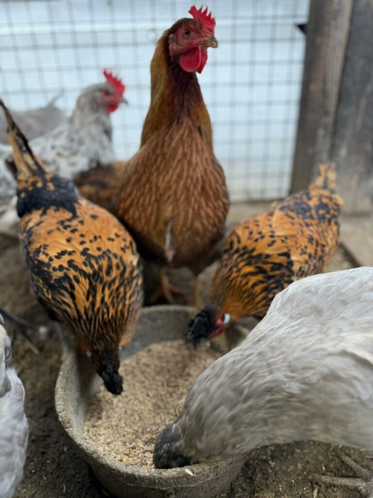 Hens gathered around a bowl of feed in a barn setting