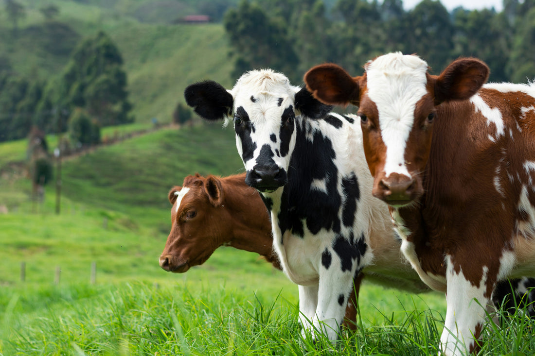 Three cows standing in a grassy field with a scenic background