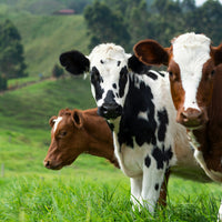 Three cows standing in a grassy field with a scenic background