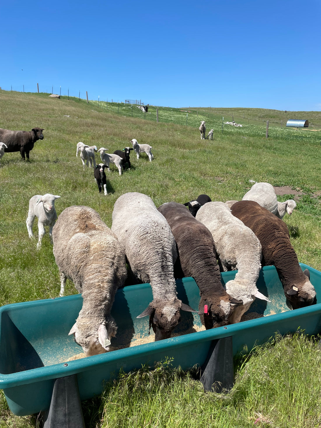 Five sheep eating out of a trough in a grassy field.