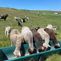 Five sheep eating out of a trough in a grassy field.