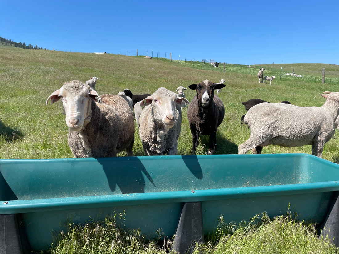 Four sheep standing at a food trough in a grassy pasture.