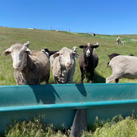 Four sheep standing at a food trough in a grassy pasture.