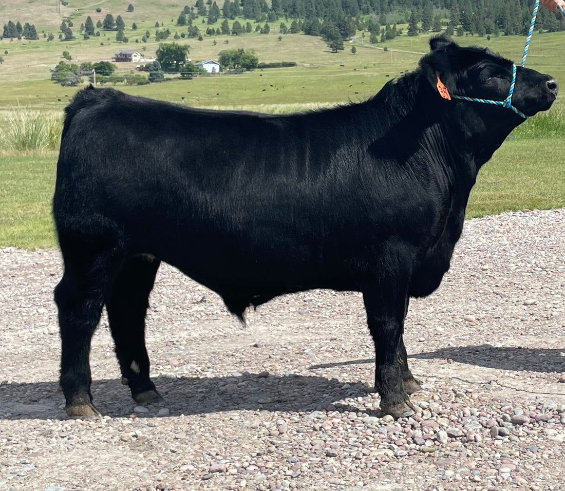 Black cow standing on a gravel path with a scenic background of trees and fields.