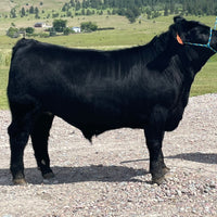 Black cow standing on a gravel path with a scenic background of trees and fields.