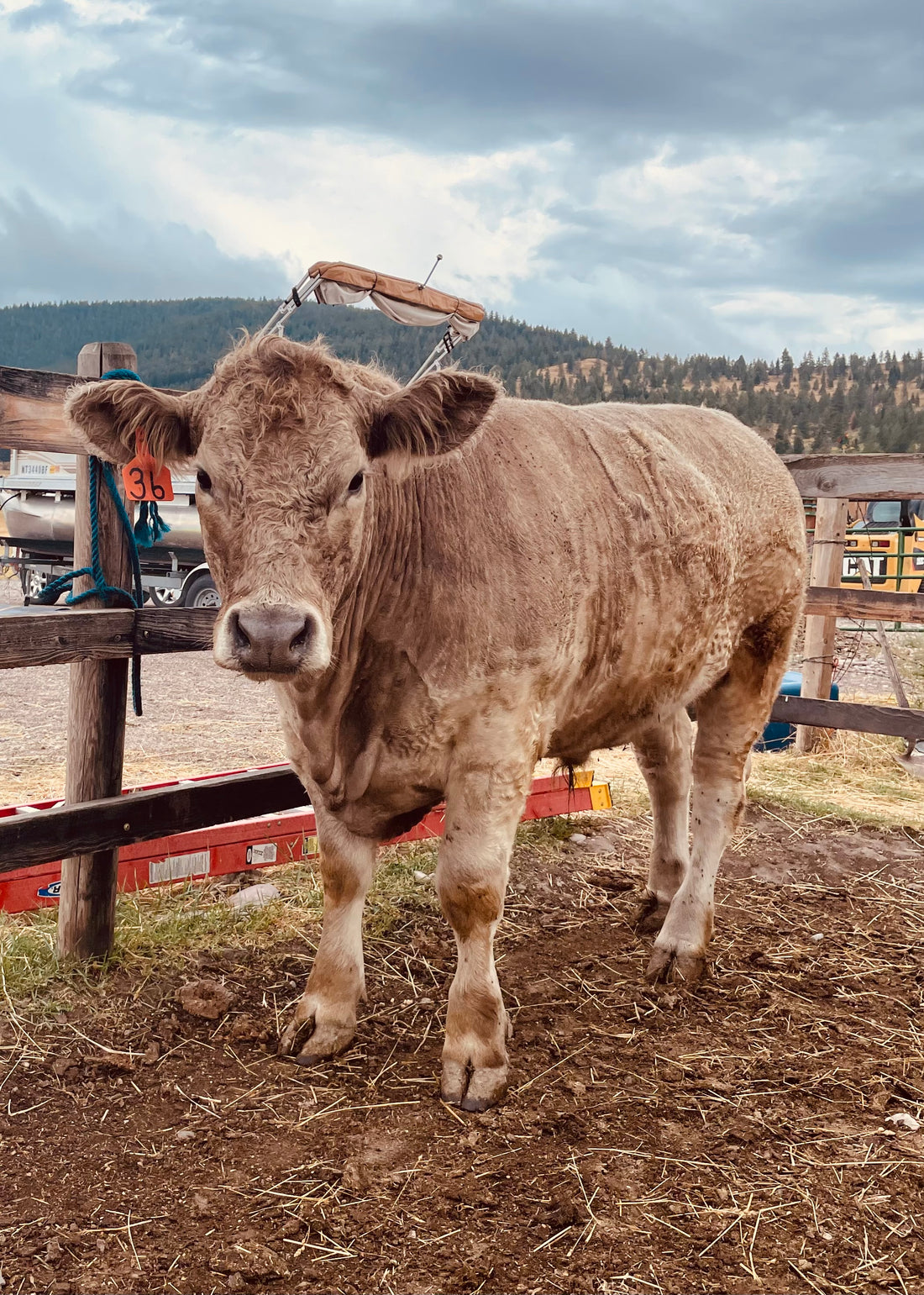 Brown cow standing in a dirt field with a wooden fence and trees in the background