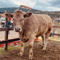 Brown cow standing in a dirt field with a wooden fence and trees in the background
